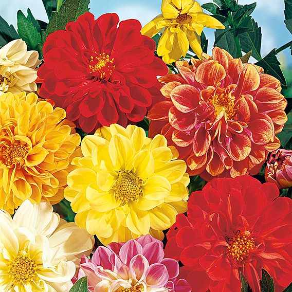 Dahlia 'Earlybird Mix' - Seeds