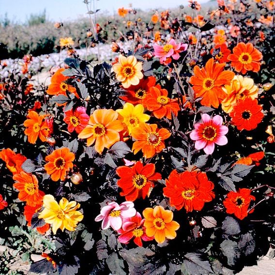 Dahlia 'Dobies Bright Eyes Mix' - Seeds