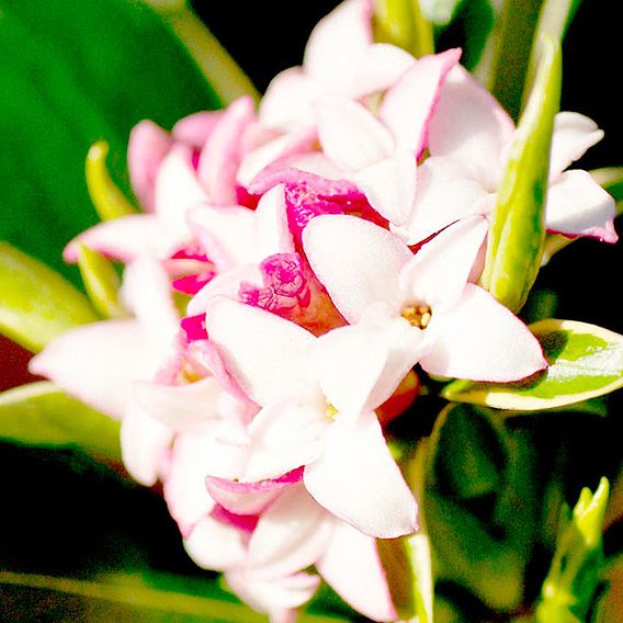 Daphne odora 'Aureomarginata'