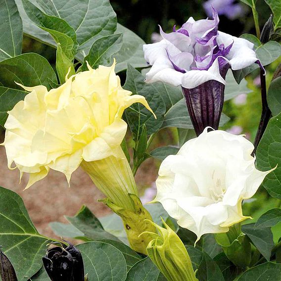 Datura 'Ballerina Mixed' - Seeds