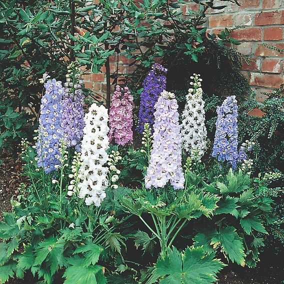 Delphinium 'Magic Fountains Mixed'