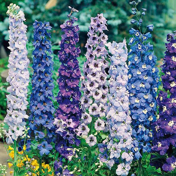 Delphinium 'Pacific Giants Mixed' - Seeds
