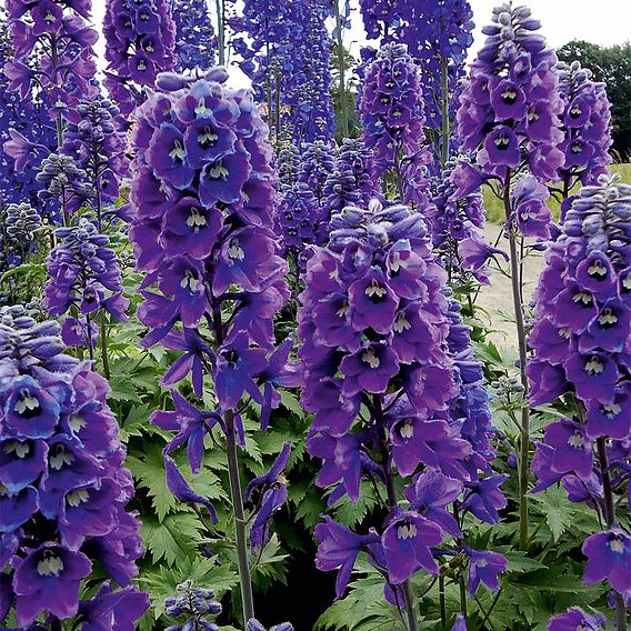 Delphinium Magic Fountains 'White Dark Bee'