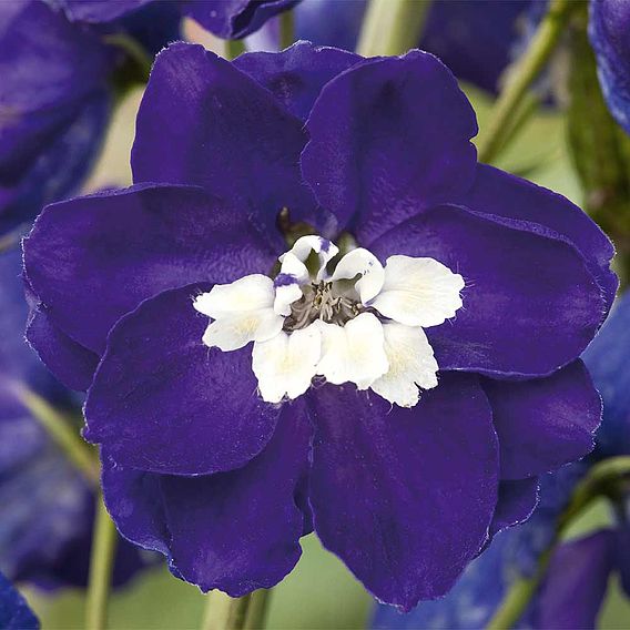 Delphinium Magic Fountains 'White Dark Bee'