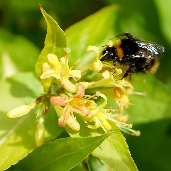 Diervilla rivularis 'Honeybee'