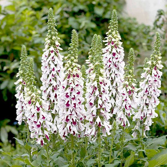 Digitalis 'Pams Split' - Seeds