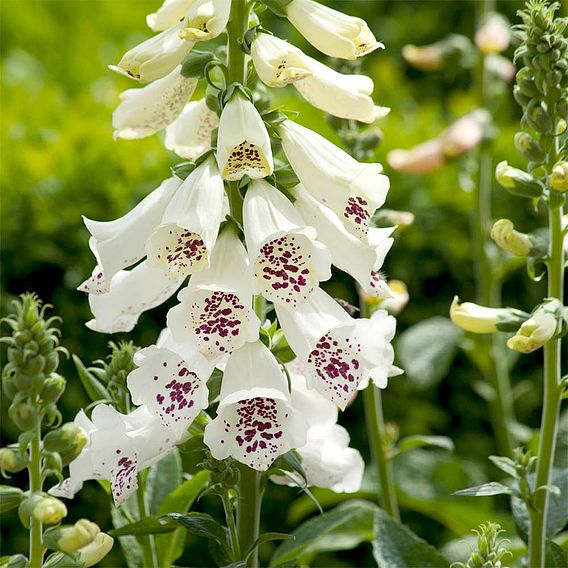 Foxglove 'Dalmation White'