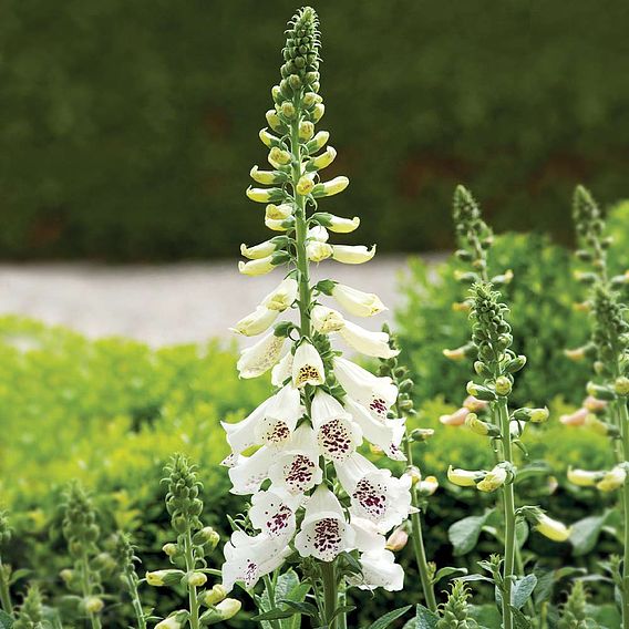 Foxglove 'Dalmatian White'