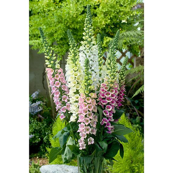 Digitalis 'Candy Mountain Mixed' - Seeds