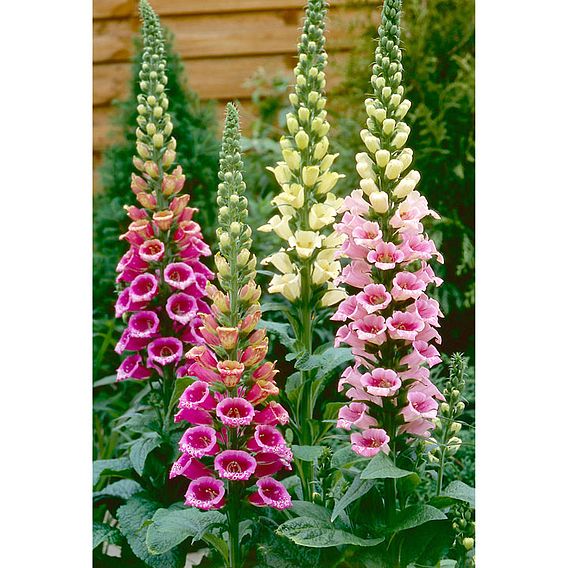 Digitalis 'Candy Mountain Mixed' - Seeds