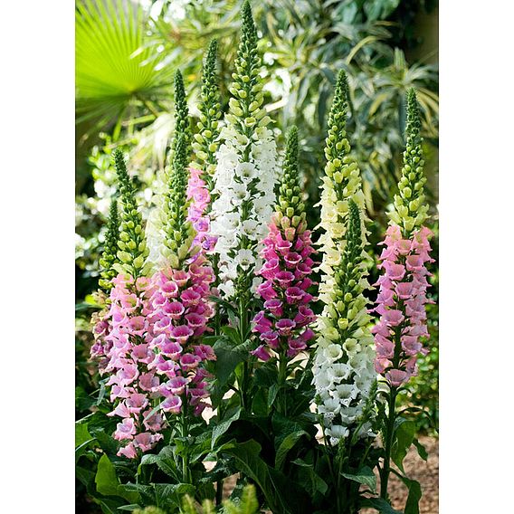 Digitalis 'Candy Mountain Mixed' - Seeds