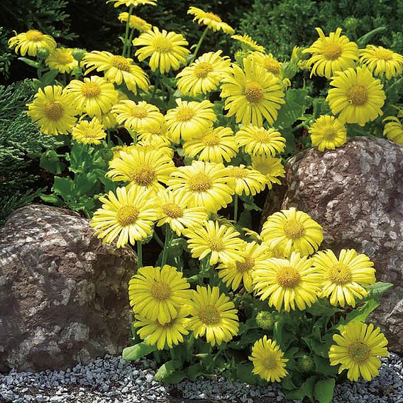 Doronicum caucasicum 'Little Leo'