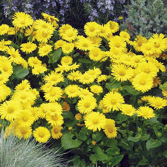 Best Value Perennial Collection 