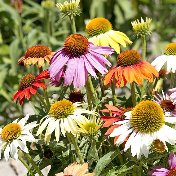 Echinacea Seeds - Paradiso Dwarf