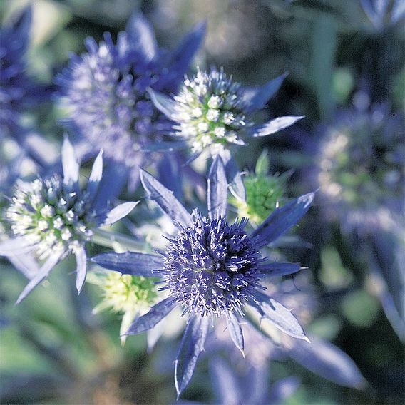 Eryngium planum 'Blue Hobbit'