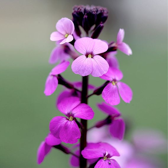 Wallflower 'Bowles's Mauve'