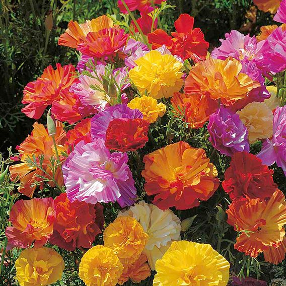 Poppy 'Thai Silk Mixed' - Seeds
