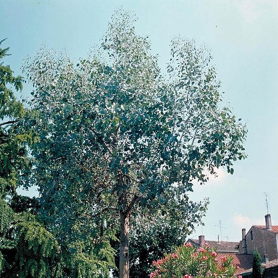Eucalyptus gunnii (Standard)