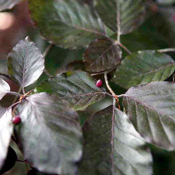 Copper Beech (Hedging)