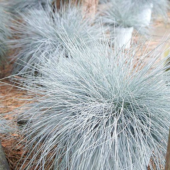 Festuca 'Intense Blue'