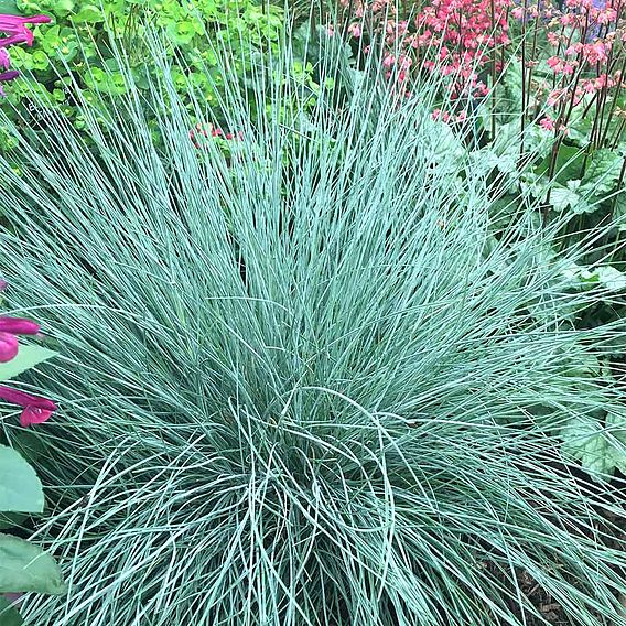 Festuca 'Intense Blue'