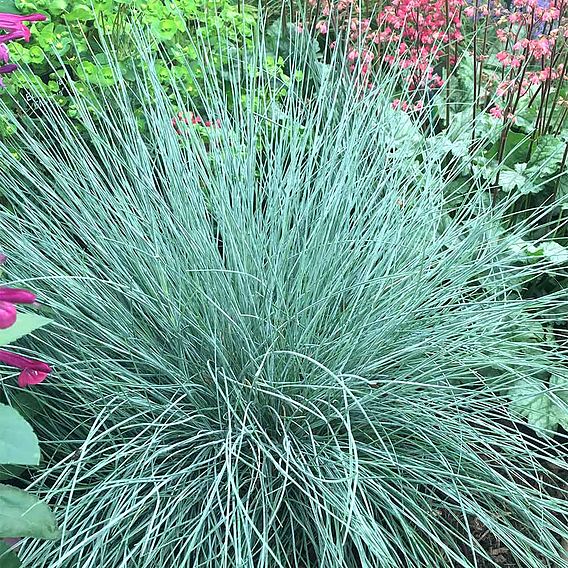 Festuca Plant - Intense Blue