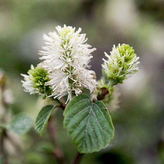 Fothergilla x intermedia 'Blue Shadow'