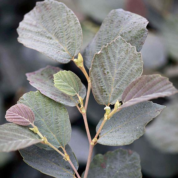 Fothergilla x intermedia 'Blue Shadow'