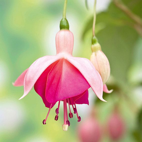 Fuchsia 'Garden News' (Hardy)