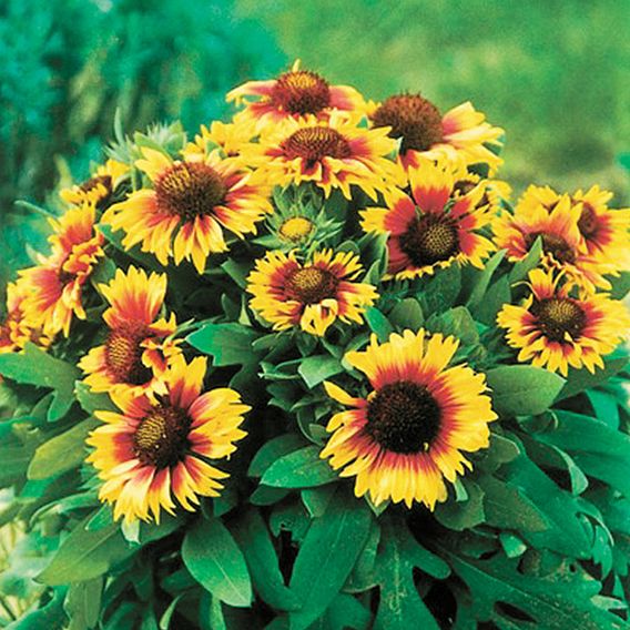 Gaillardia Seeds - Primavera Bicolour