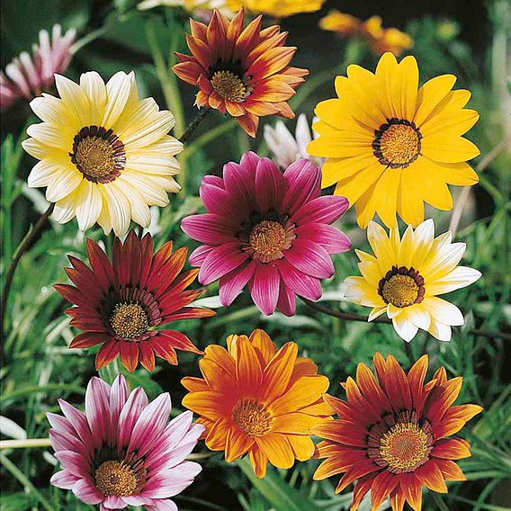 Gazania 'Promise Mixed' - Seeds