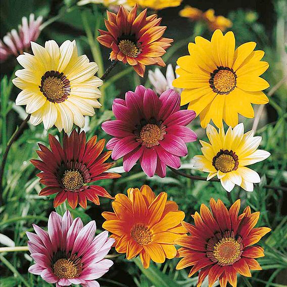 Gazania Seeds - Promise Mixed