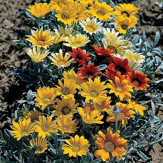 Gazania Seeds - Talent Mixed