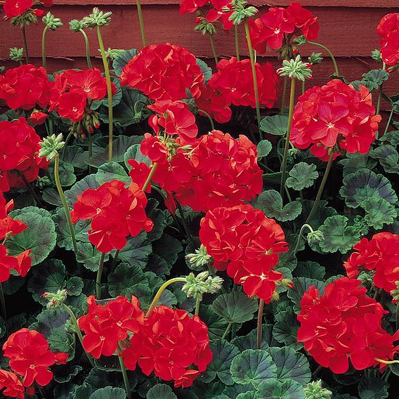 Geranium Seeds - Vista Series Red F2