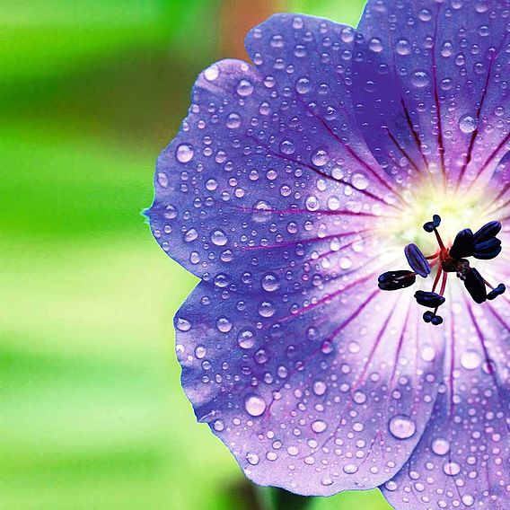 Geranium 'Rozanne'