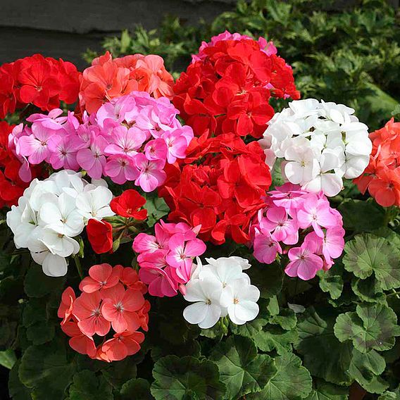 Geranium Seeds - Vista Series Mixed F2