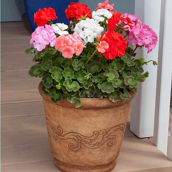 Geranium 'Vista Series Mixed' F2 - Seeds