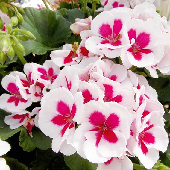 Geranium 'Flower Fairy White Splash'