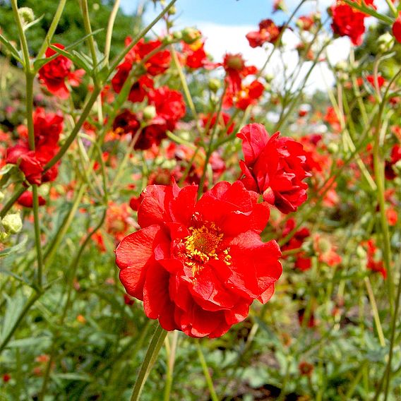 Geum 'Mrs J. Bradshaw'