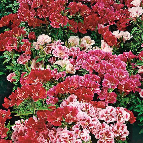 Godetia 'Dwarf Bedding Mixed' - Seeds