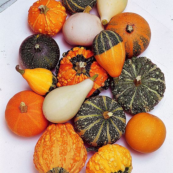 Gourd Seeds - Small-Fruited Mixed