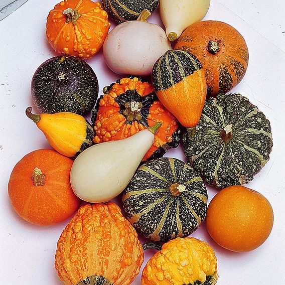 Gourd 'Small-Fruited Mixed' - Seeds