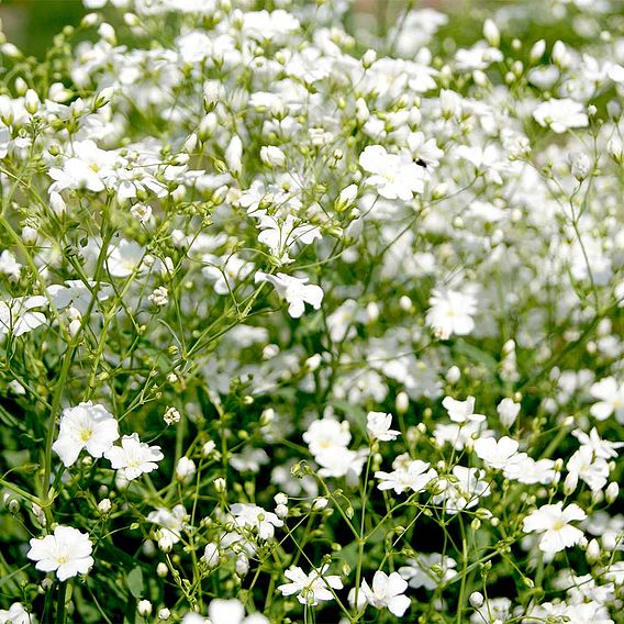 Gysophila Covent Garden Mixed