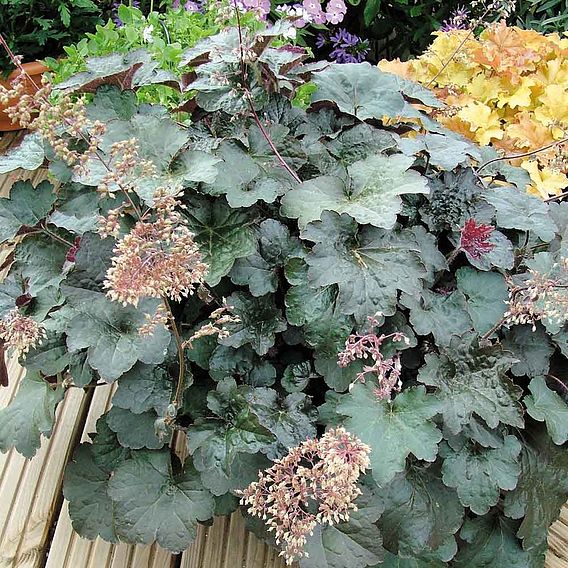 Heuchera villosa 'Palace Purple'