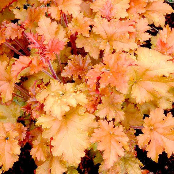 Heuchera 'Marmalade'