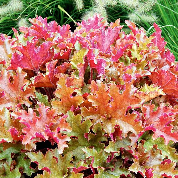 Heuchera 'Marmalade'