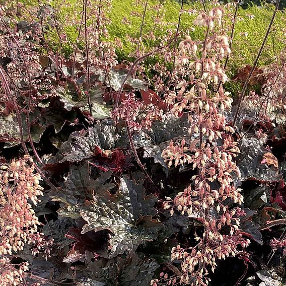 Heuchera villosa 'Palace Purple'