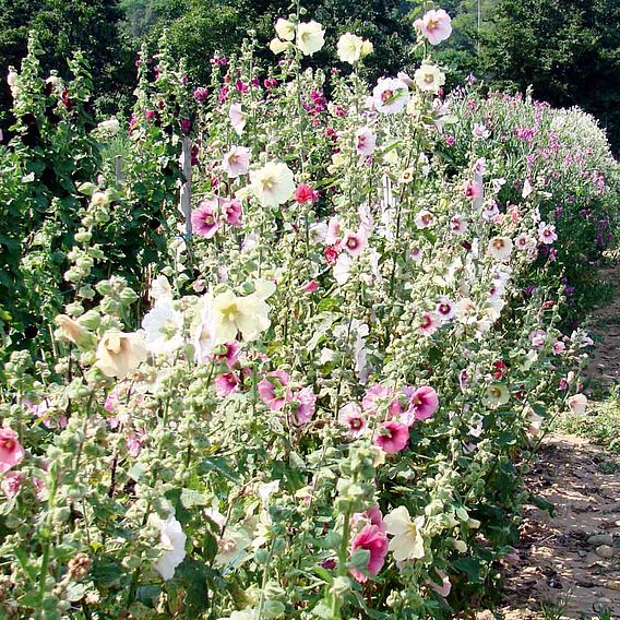 Alcea 'Cabaret'