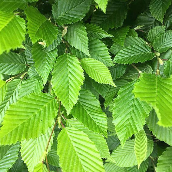 Hornbeam (Hedging)