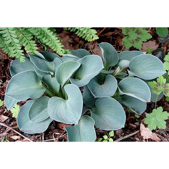 Hosta 'Blue Mouse Ears'